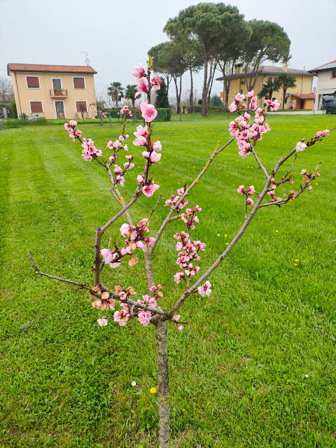 Casa Singola in vendita a Roncade